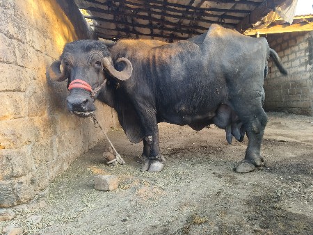 થંબનેલ 3