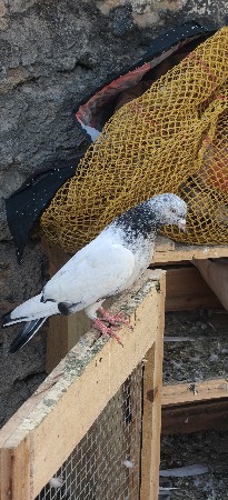 થંબનેલ 2