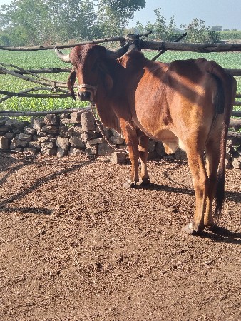 ગાય વેચવાની છે