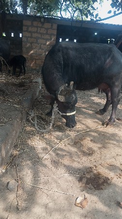 थंबनेल 3