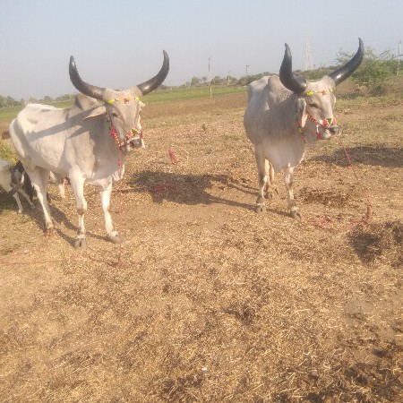 थंबनेल 3