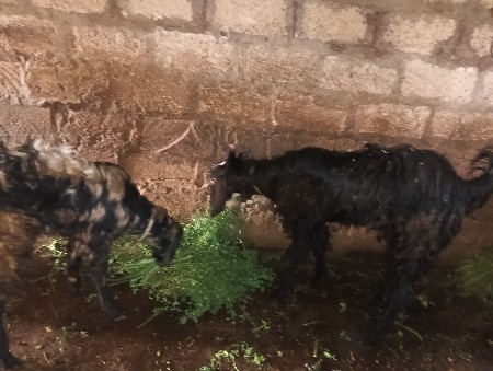 બે બકરા વેશવાના છે