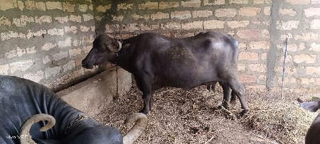 थंबनेल 3