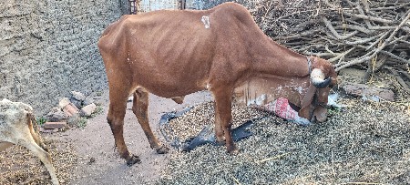 थंबनेल 3