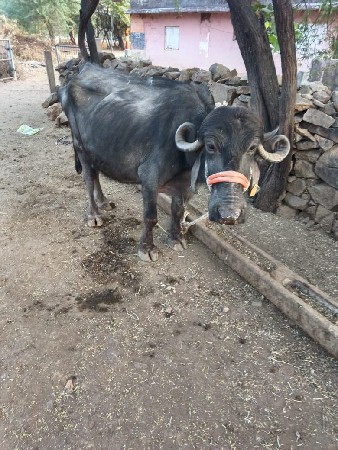 थंबनेल 2