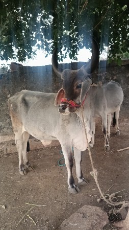 બળદ વેચવાના છે