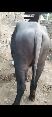 જાફરાબાદી પાડી વેશવાની છે.