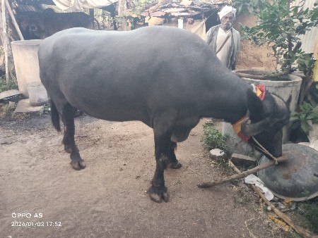 थंबनेल 2