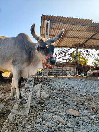 કાંકરેજ વાસળી વેચવા ની છે