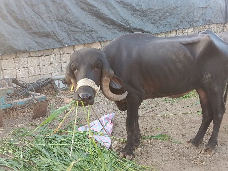 थंबनेल 3