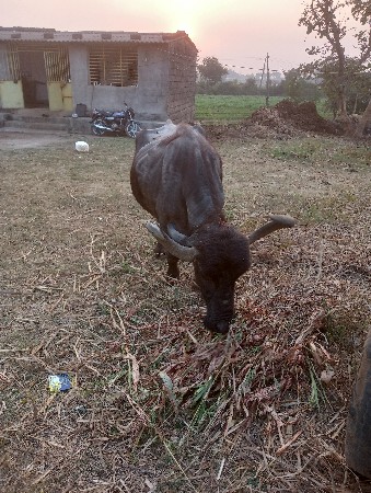 थंबनेल 2