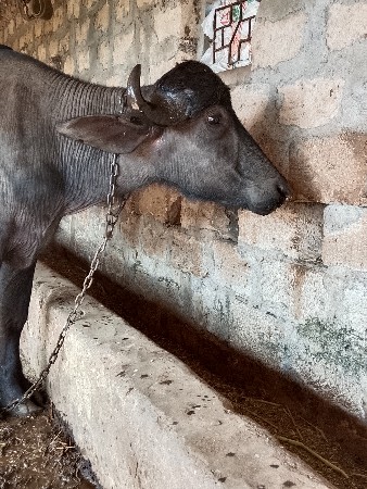 थंबनेल 3