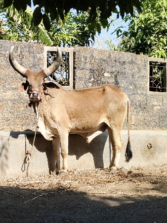 थंबनेल 2