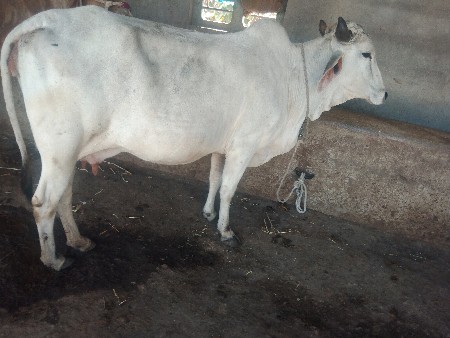 બીજું વેતર વૈસે 8-10-દીવસ ની