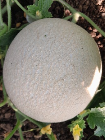 4 વીઘા ની ટેટી નો પ્લોટ વેસવાનો