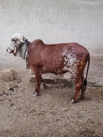 थंबनेल 3