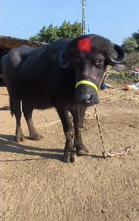 જામ ખંભાળિયા દ્વારકા જિલ્લા