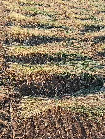 નિરણ વેચવા ની છે