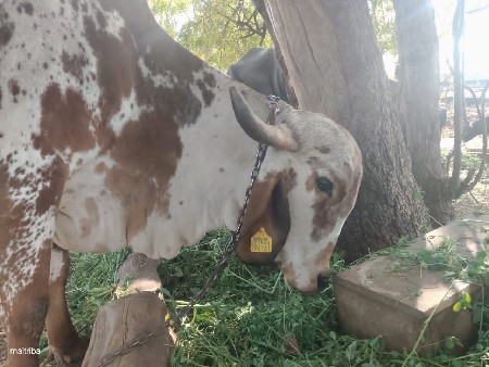 थंबनेल 3