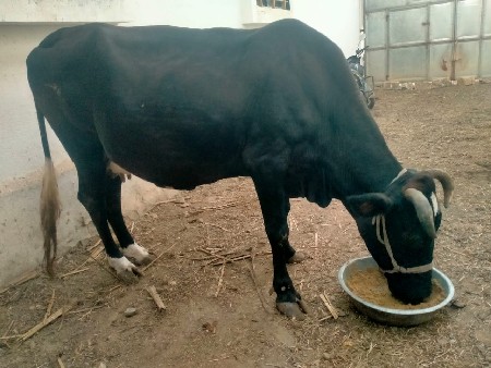 આ ગય વેચવાની છે