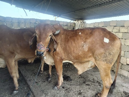 थंबनेल 2