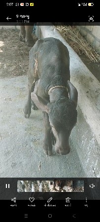 10 12 દિવસની વિયાણેલી