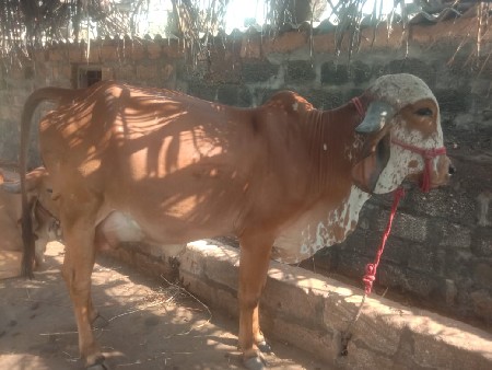 પેલા હવે તને ઓળખે