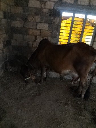 ગાય વેચવાની છે