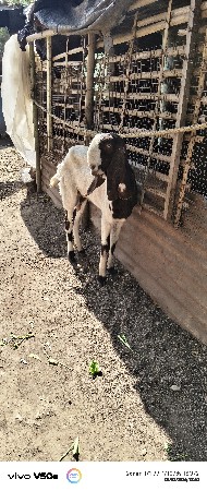 થંબનેલ 2