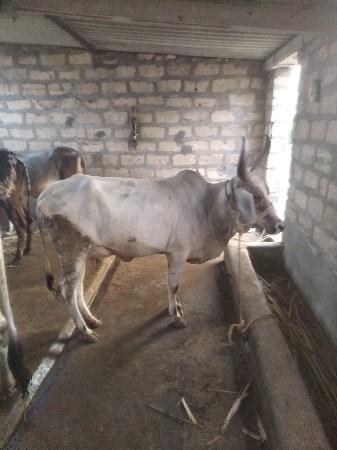 કાંકરેજી  ગાય