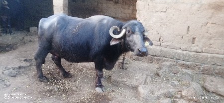 ભેંસ વેચવાની છે 3જુ વેતર