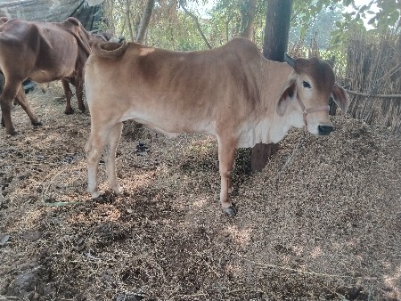 થંબનેલ 2