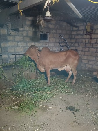 સુર કપીલા ઓરીજનલ  2 વેતર