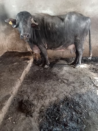 थंबनेल 2