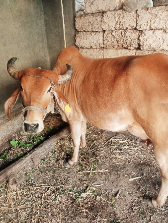 વેચવાની છે