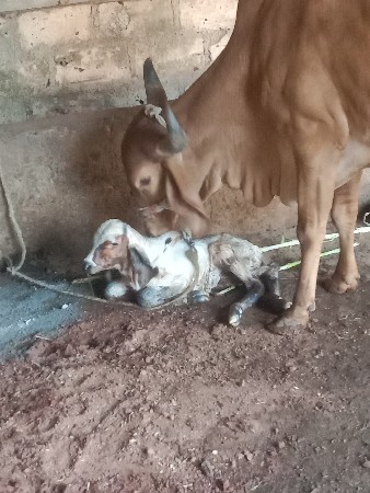 ગા વેચવાની છે