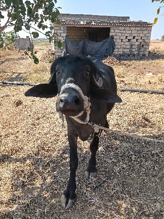 અઢી વર્ષ ની