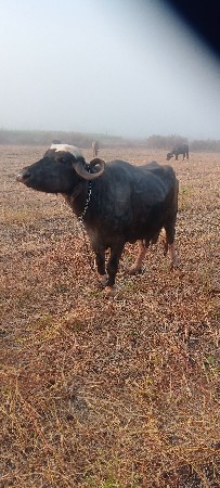 આ ભેંસ વેચવાની છે