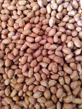 G-41 મગફળી વેચવાની છે