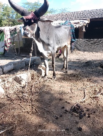 બળદ વેચવાના છે