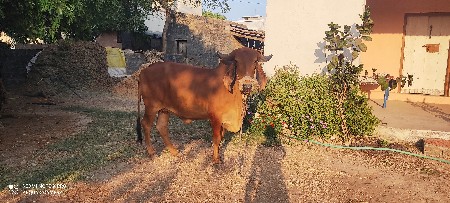 थंबनेल 3