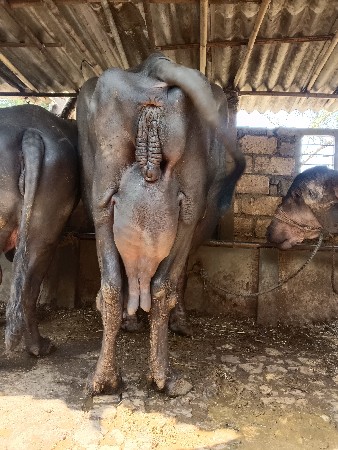 આ ભેંસ વેચવાની છે