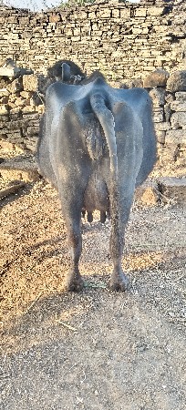 थंबनेल 2