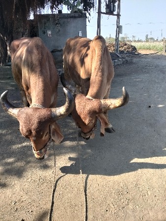 બળદ વેચવાના છે
