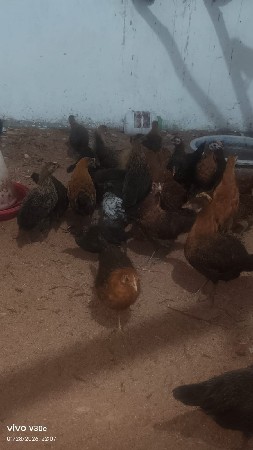 desi murgha na baccha vechav che