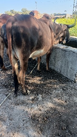 gay pachr desi soji javb dari vari