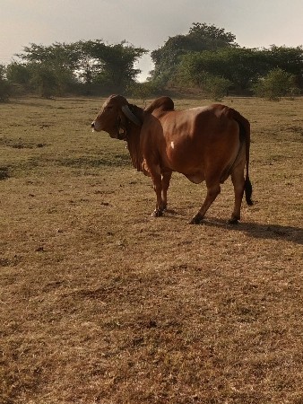 ગાય વેસવાની છે