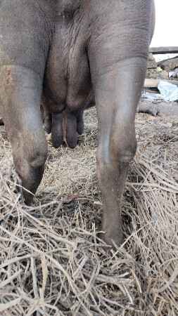 ભેસ  વેચવાની છે