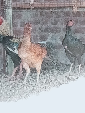 લતીફ. ભાઇ.