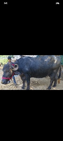 થંબનેલ 2